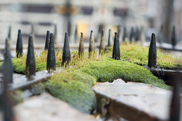 Spikey Moss